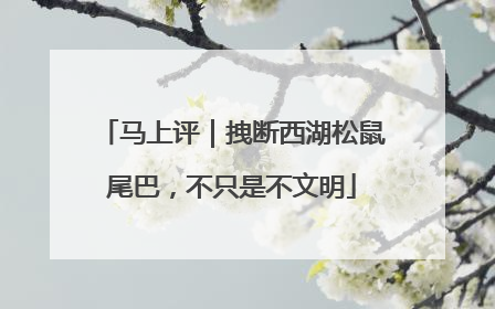 马上评｜拽断西湖松鼠尾巴，不只是不文明
