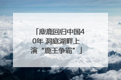 麋鹿回归中国40年 洞庭湖畔上演“鹿王争霸”