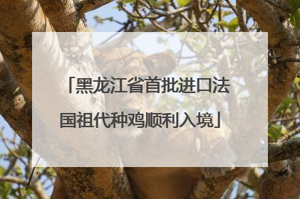 黑龙江省首批进口法国祖代种鸡顺利入境