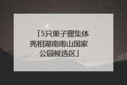 5只果子狸集体亮相湖南南山国家公园候选区
